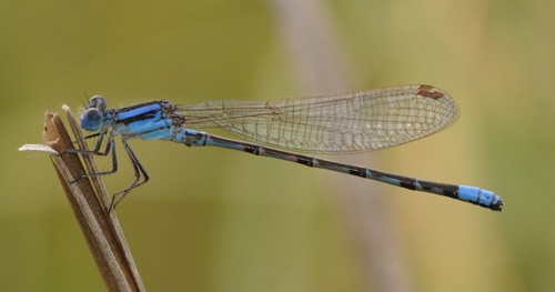 Male
11July 2011 CO